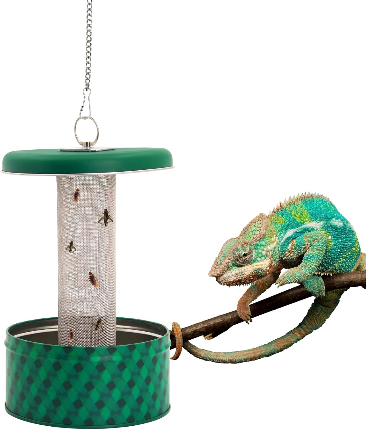 Water Dish Reptile - Mangiatoia per drago barbuto Camaleonte Ciotola