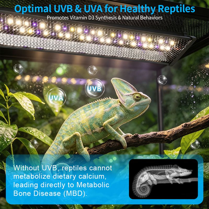Lampada UV per Rettili, per Te - Calcium Powder Reptile recensione e prezzo