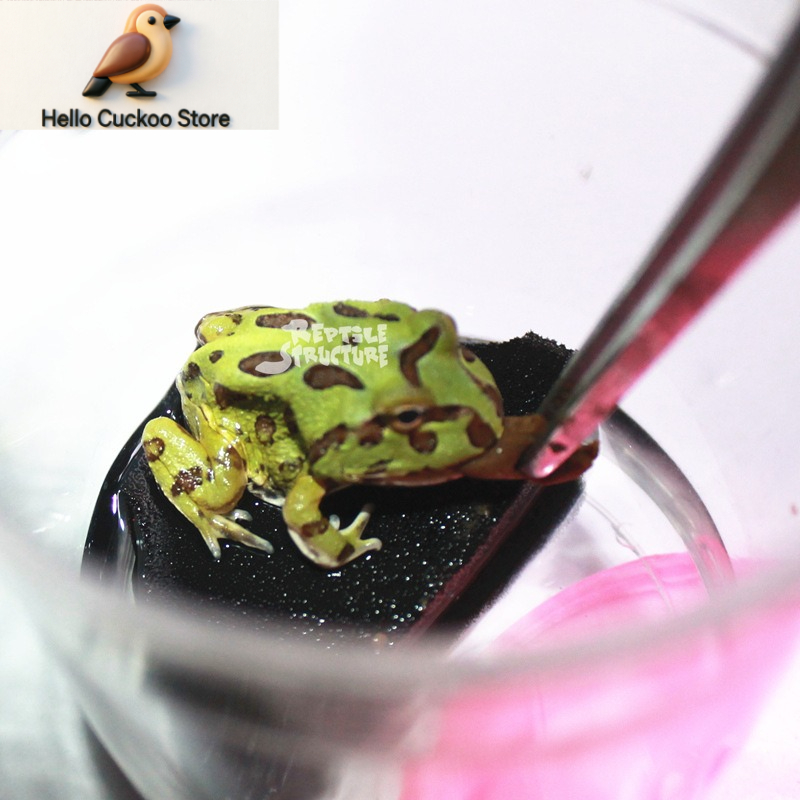 Granuli di Alimento per Rane c - Calcium Powder Reptile recensione e prezzo